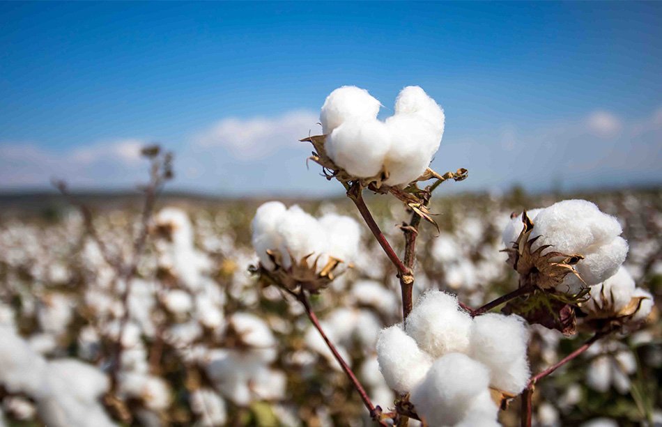 COTTON